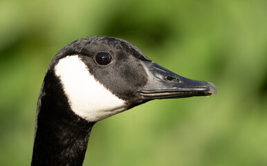 A close up of a Canadian Goose.
