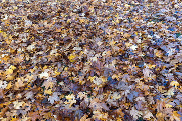 cloudy weather in late autumn with yellowed fallen leaves