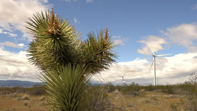 Joshua tree in desert with wind turbines in background along a wind farm in the high desert outside of Mojave California. 