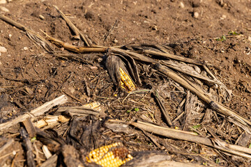 the remains of dry plants left after the corn harvest