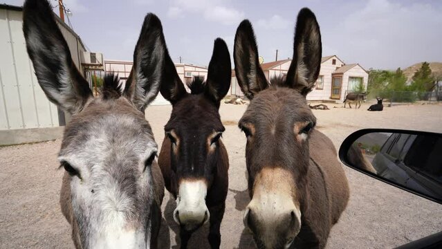 Wild burros come to a car and beg for a handout in Beatty Nevada. These burros are part of the mining history of the area and are decedents of prostrators from Death Valley. 