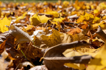 Orange maple foliage lies on the ground