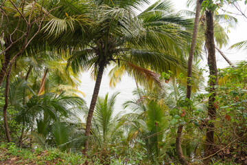 Fototapeta na wymiar green palm tree in forest of tropical rainforest vegetation. photo of tropical rainforest vegetation