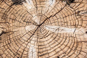 Fototapeta premium Detalle del corte de un tronco de un árbol viejo 