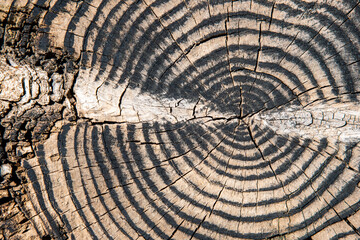 Detalle del corte de un tronco de un árbol viejo	