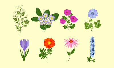 Collection of different spring flowers isolated. 