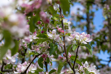 Trees blooming in the orchard in the spring season