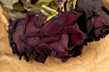 An old dry rose with crumbs from dry petals