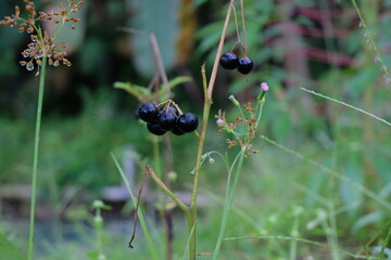 This is a small eggplant that Indonesians like to eat with