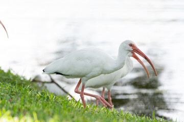 ibis bird with beak in wildlife. ibis bird in nature. photo of ibis bird outdoor. ibis bird