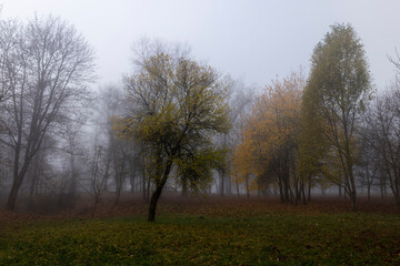 Bare deciduous trees in the autumn season in cloudy weather