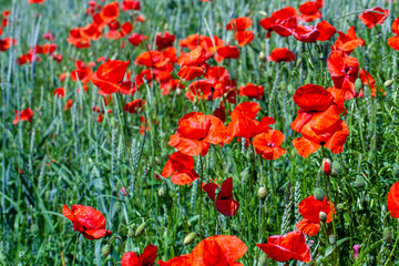 Red poppies on the field in the summer