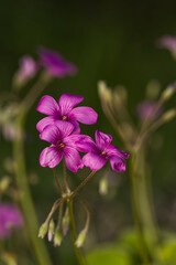 Oxalis brasiliensis