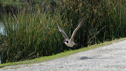 low flying Canada goose