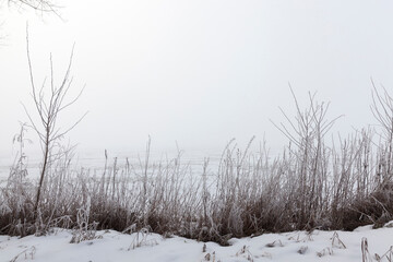 dry grass covered with snow after winter snowfalls