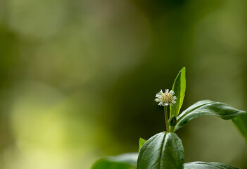 False daisy or erclipta prostrata flower on nature background.