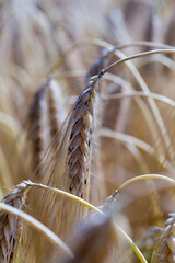 yellow ripe cereals in a field