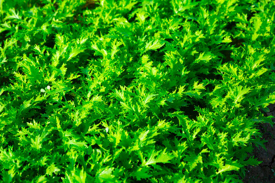 Green arugula plants carefully growing in the garden © JackF