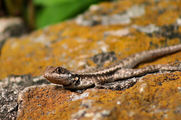 Rio de Janeiro, RJ, Brazil, 04.12.2023 - Tropidurus torquatus, a lizard knew in Brazil as calango, at Two Brothers Cliff Natural Park