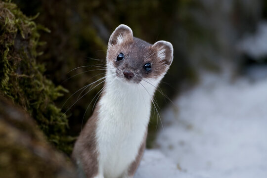 ERMELLINO Mustela erminea