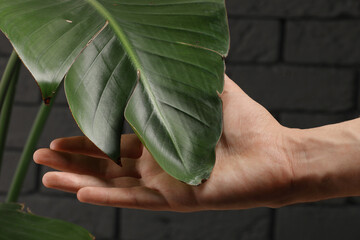 Man touching houseplant with damaged leaves near grey brick wall, closeup