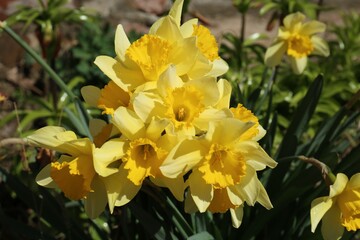 Beautiful yellow daffodils growing outdoors on spring day