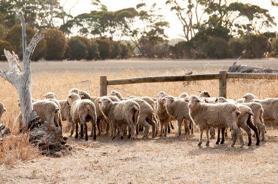 Sheep Enclosure - Kangaroo Island - Australia