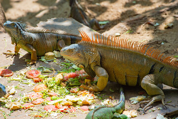 two iguana lizard in nature. photo of iguana lizard reptile. iguana lizard outdoor. iguana lizard