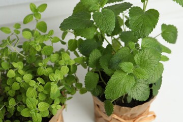 Aromatic potted oregano and melissa on windowsill indoors, closeup