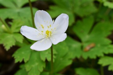 ニリンソウ（二輪草）ガショウソウ Soft windflower