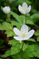 ニリンソウ（二輪草）ガショウソウ Soft windflower