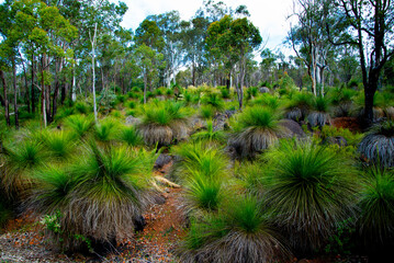 John Forrest National Park - Western Australia © Adwo