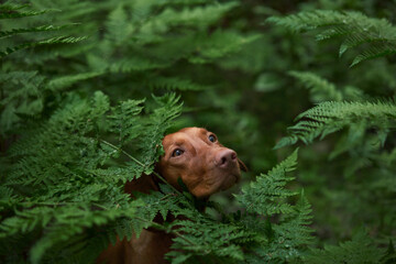 a red dog in a fern. Hungarian Vizsla in nature. Pet in the forest