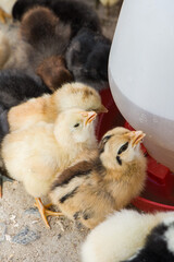 Cute little baby chicks drinking water on the farm