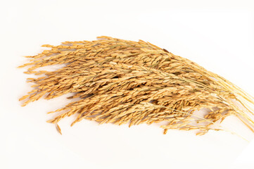 Ear of paddy . Ear of jasmine rice isolated on white background.