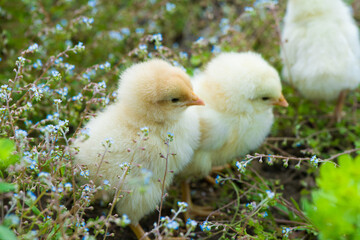 small yellow newborn chicks on green grass field outdours.