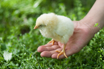 cute little newborn yellow baby chick in hand on green grass background