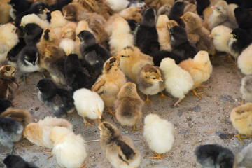Cute little baby chicks on the farm