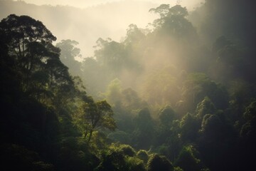 tropical rain forest in the morning