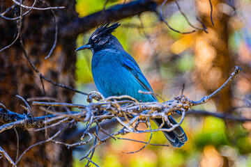 Steller's Jay Perched on a Limb