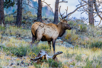 Elk Standing in the Grass