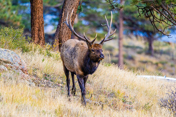 Elk Standing in the Grass