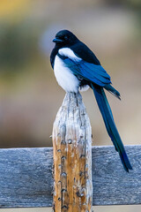 Black-beaked Magpie perched on a Fence Post