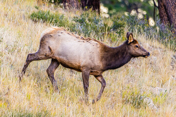 Elk Standing in the Grass