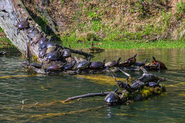 Tortoises Sunning on a Branch