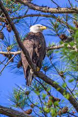 bald eagle on branch