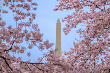 Cherry Blossoms and the Washington Monument