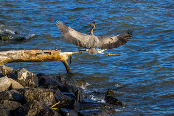 Great Blue Heron Landing on a Branch