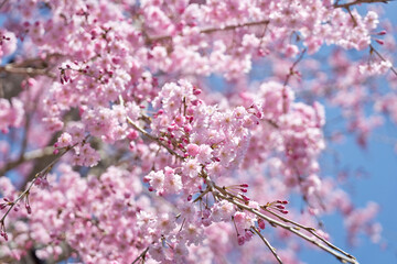 嵐山の枝垂れ桜