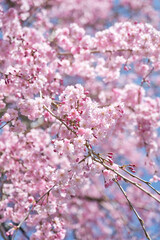 Obraz premium 嵐山の枝垂れ桜